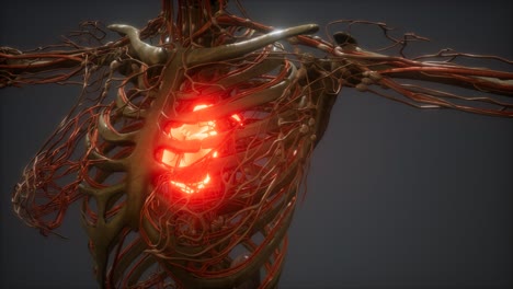 CG-Animation-Eines-Kranken-Menschlichen-Herzens